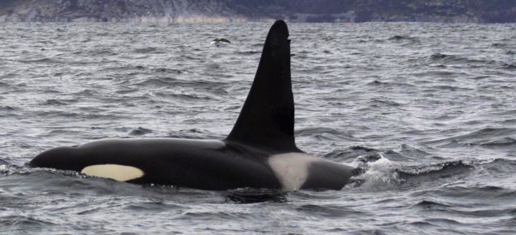 Sea Kayaking with Orcas